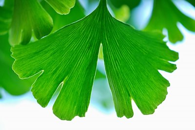 Ginkgo biloba 'Mariken' - jinan dvoulaločný - list